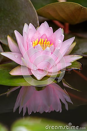 Lotus flower float on the water Stock Photo