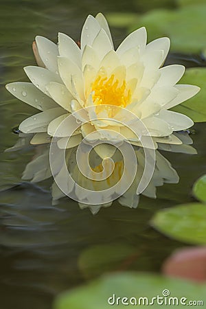 Lotus flower float on the water Stock Photo