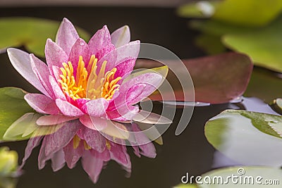 Lotus flower float on the water Stock Photo