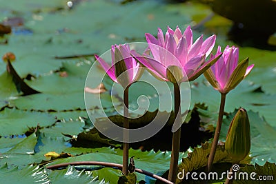 Lotus flower Stock Photo