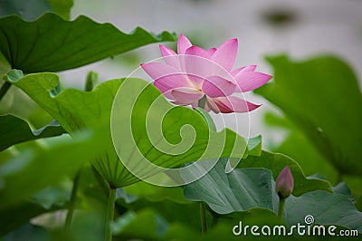 Lotus Stock Photo