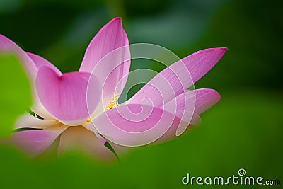 Lotus flower Stock Photo