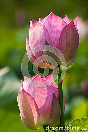 Lotus flower in green background Stock Photo
