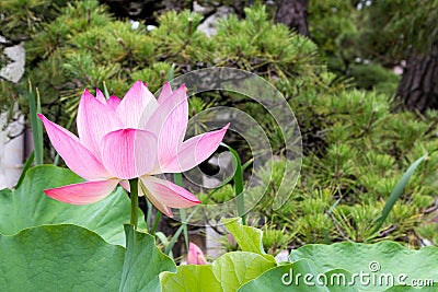 Lotus Flower at Hakusan Shrine in Niigata, Japan Stock Photo