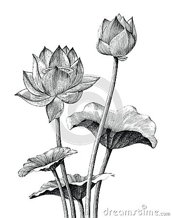 Lotus flower hand drawing vintage engraving style Vector Illustration