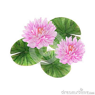Lotus Flower illustration watercolor painting.Watercolor hand painted.illustration of a Lotus Flower isolated. Cartoon Illustration