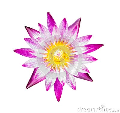 Lotus flower on isolated white background Stock Photo