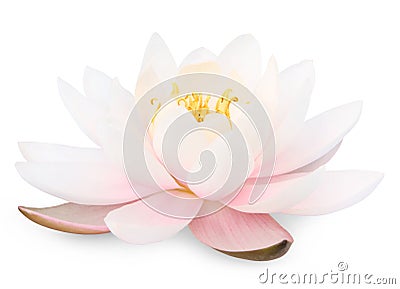 Lotus flower Stock Photo