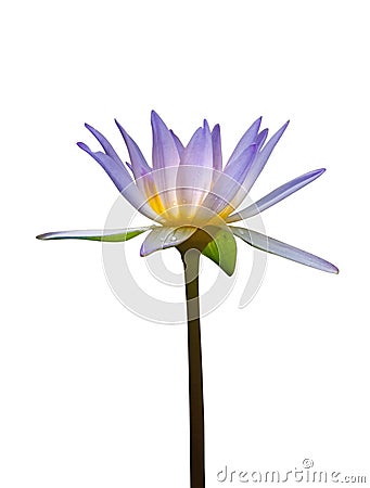 lotus flower isolated on white background Stock Photo