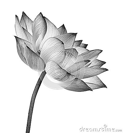 lotus flower isolated on white background Stock Photo