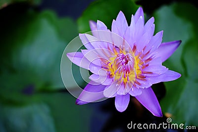 Lotus flower Stock Photo