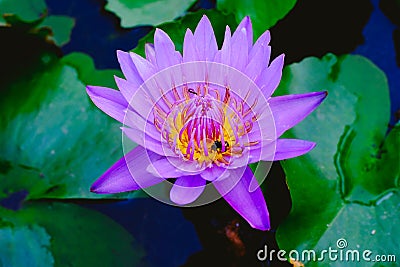 Lotus flower Stock Photo