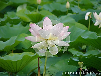 Elegant Lotus flower Stock Photo