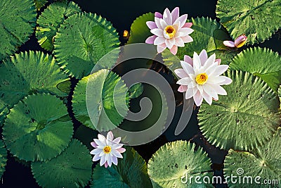 Lotus Flower and leaf in Pond water surface Top view outdoor Stock Photo