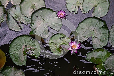 Lotus flower and leaf in water, top view photo. Oriental zen banner template with text place Stock Photo