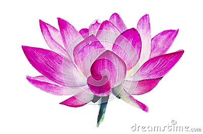 Lotus flower, macro, close-up, side view, watercolor drawing, re Stock Photo