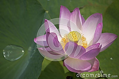 Lotus flower / lotus / nature of the Far East of Russia Stock Photo