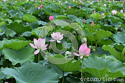 Lotus flower Stock Photo