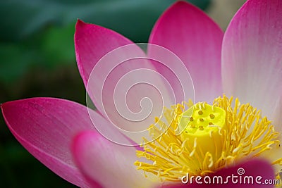 Lotus flower petal Stock Photo