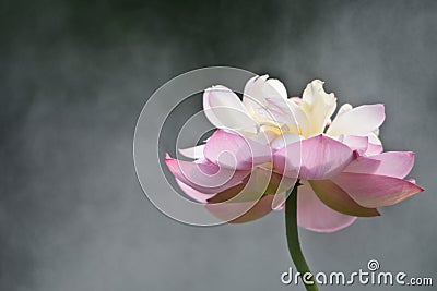 Lotus flower Stock Photo