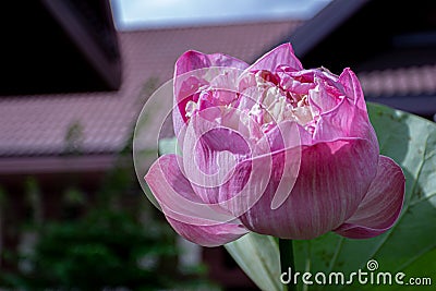Lotus flower Pink color. Stock Photo