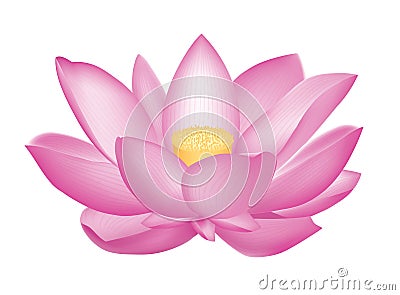 Lotus flower Stock Photo