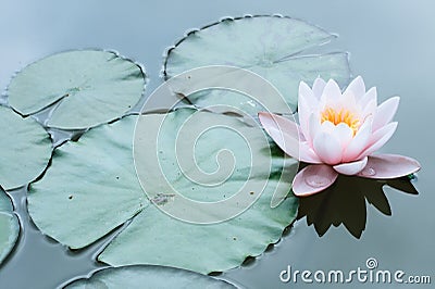 Lotus flower or pink waterlily Macro Single flower Stock Photo