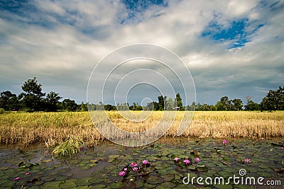 Lotus flower planting insect re-population Asia Stock Photo