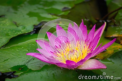 Lotus flower in pond with raindrop Stock Photo