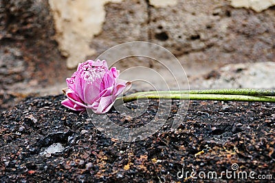 Lotus flower for prayer Stock Photo