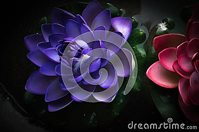 Lotus Flower Stock Photo