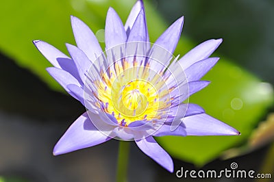 Lotus flower, purple lotus Stock Photo