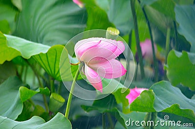 Lotus flower in the rain Stock Photo