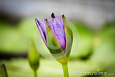 Lotus flower blooming Thailand in park Stock Photo