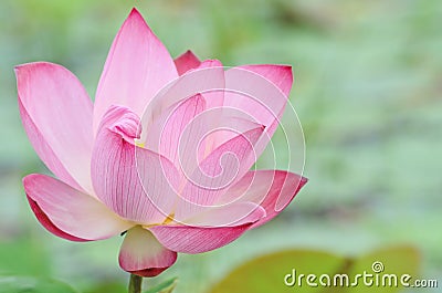 Lotus flower Stock Photo