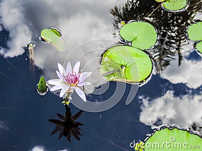 Lotus Flower with Reflections Stock Photo