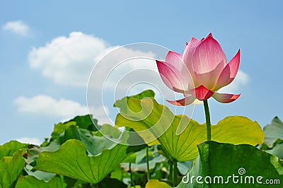 Lotus flower rising from mud to the sunshine Stock Photo