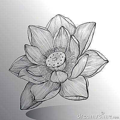 Lotus Flower Sketch Stock Vector - Image: 59103513