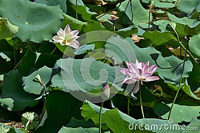 Lotus flower - symbol of divine beauty and purity. Stock Photo