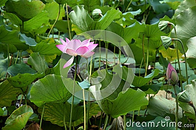 Lotus flower - symbol of divine beauty and purity. Stock Photo