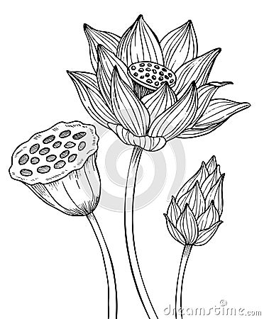 Lotus Flower. Vector illustration of water lily painted by black inks. Botanical linear drawing of Waterlily for wedding Vector Illustration