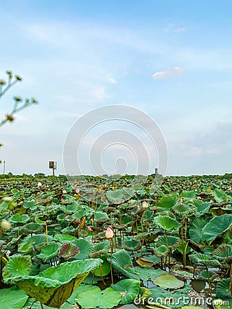 Vietnamse lotus blooms in summner Stock Photo