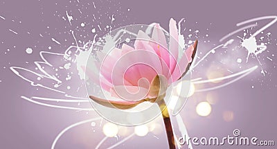 Lotus flower on violet background. Water lily flower design close up. Waterlily close-up. Blooming pink aquatic flower on pink Stock Photo