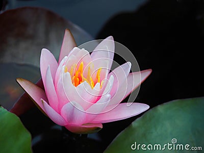 Lotus flower or water lily pink with green leaves. Beautifully blooming in the spa pool to decorate. Stock Photo