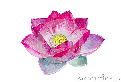 A lotus flower. Watercolor painting. Realism. Stock Photo