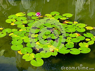 A lotus flowering on the water Stock Photo