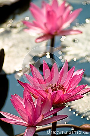 Lotus flowers Stock Photo