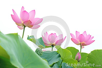 Lotus flowers Stock Photo