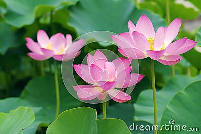 Lotus flowers Stock Photo