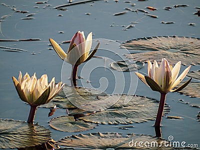 Lotus flowers and leaves floating on water Stock Photo